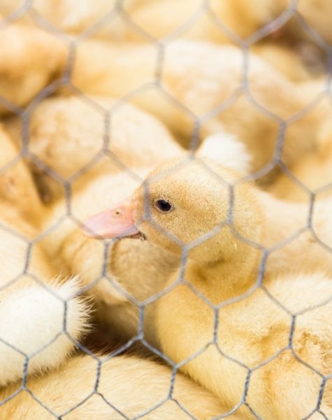 Close up view of a large collection of newborn chicks. The chicks are small and cute and soft and yellow. The chicks are caged behind wire mesh. Room for copy space.
