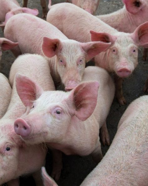 Pigs diseases. African swine fever in Europe. DNA virus in the Asfarviridae family.