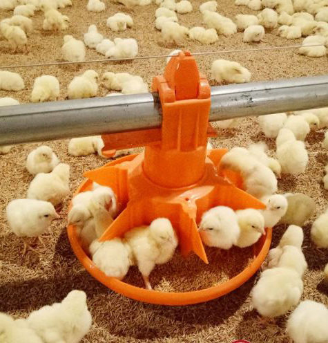 Poultry-Equipment-Broiler-Flooer-Feeding-Machine