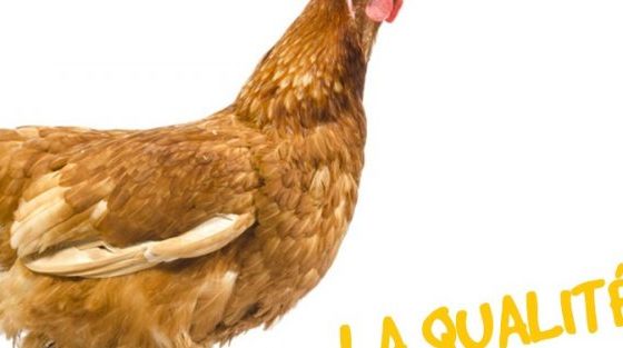 Tout savoir sur les poules pondeuses